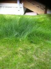 greenedge lawn care, proof of non power raked, or de-thatched lawns.